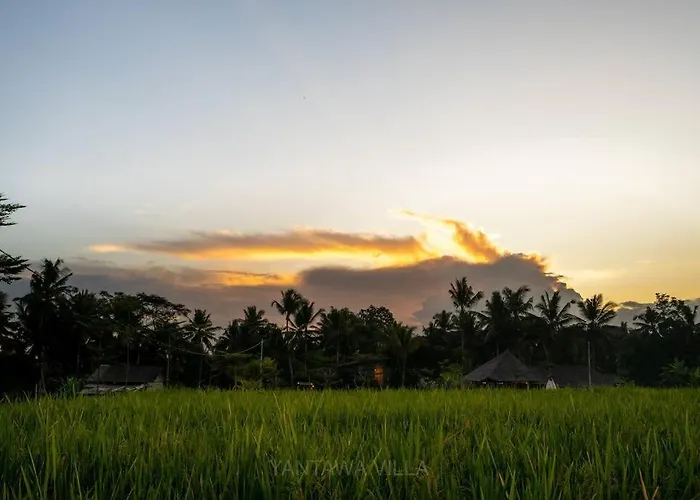 Yantawa - Ricefield And Jungle View